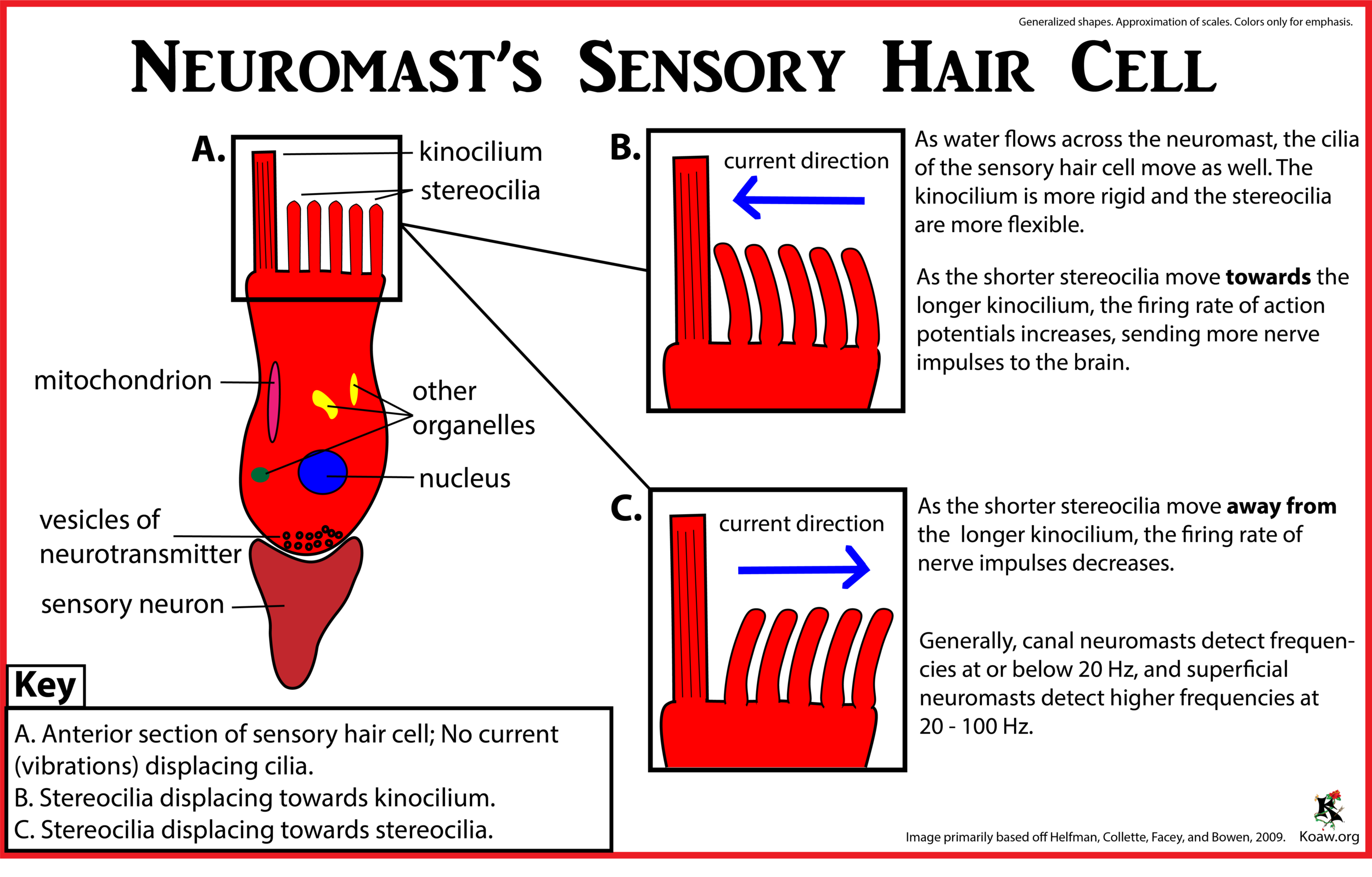 Sensory Hair of Cell of a Neuromast