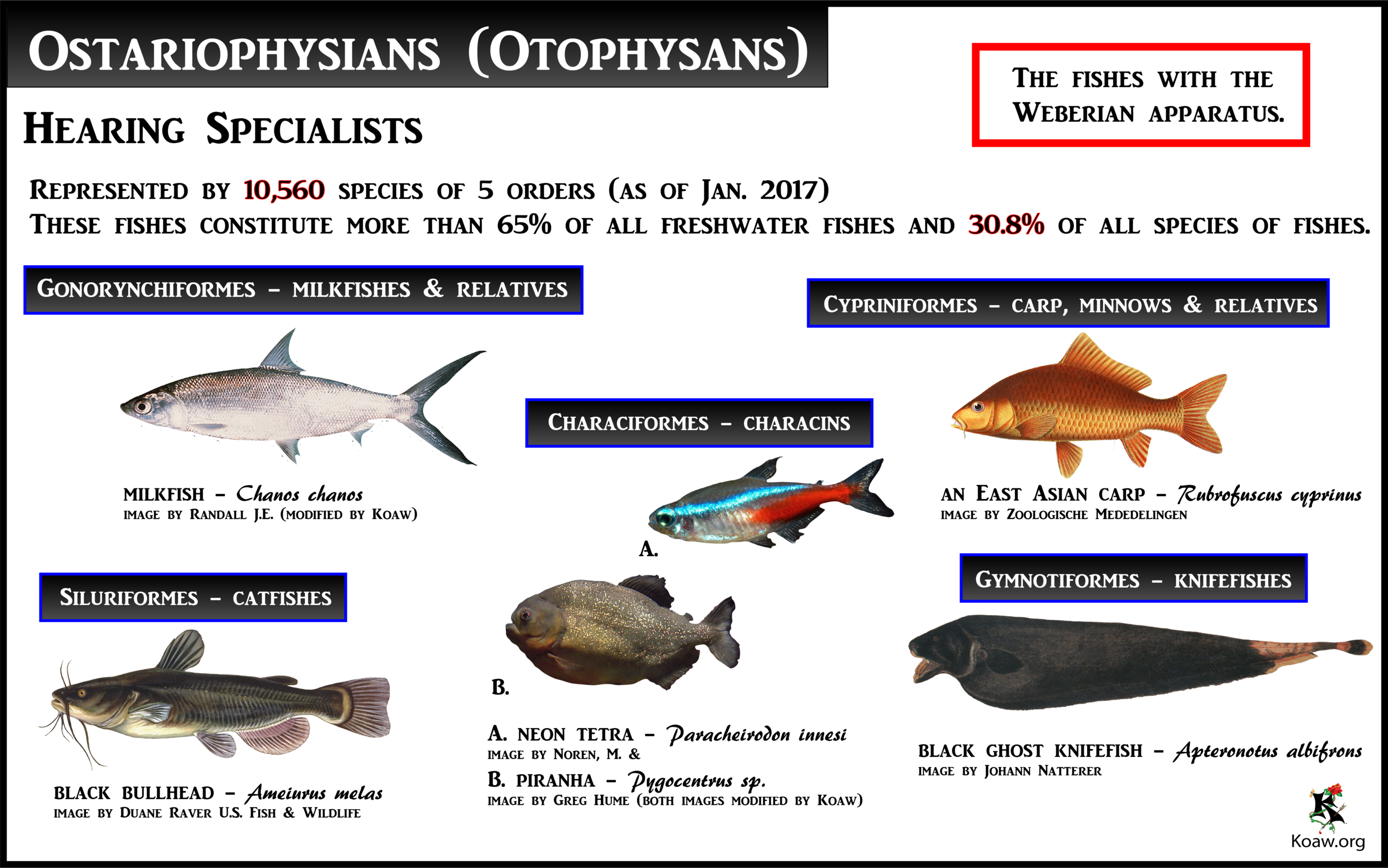 Ostariophysians - The Hearing Specialists with the Weberian Apparatus