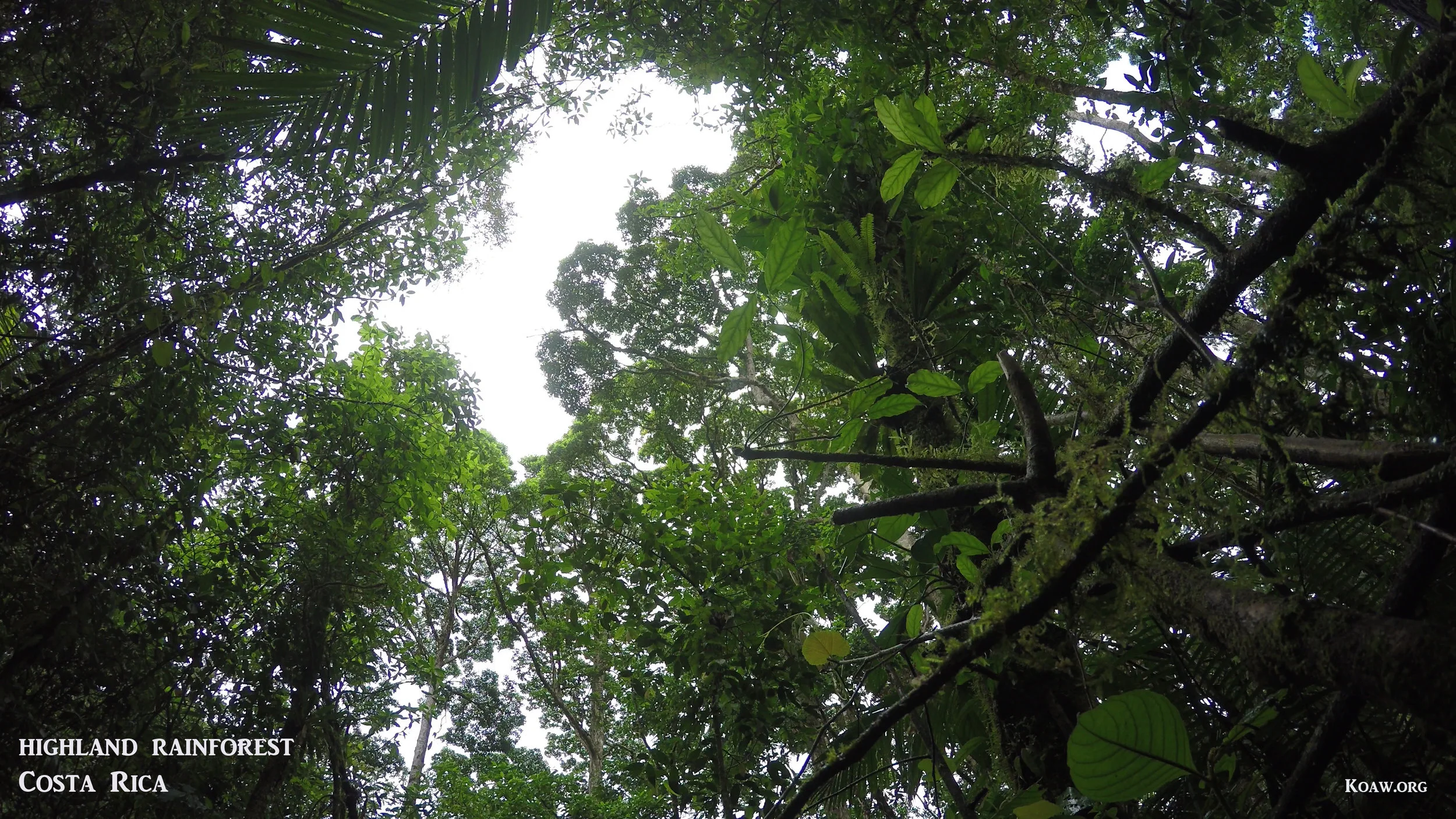 Highland Rainforest Cerro Chato