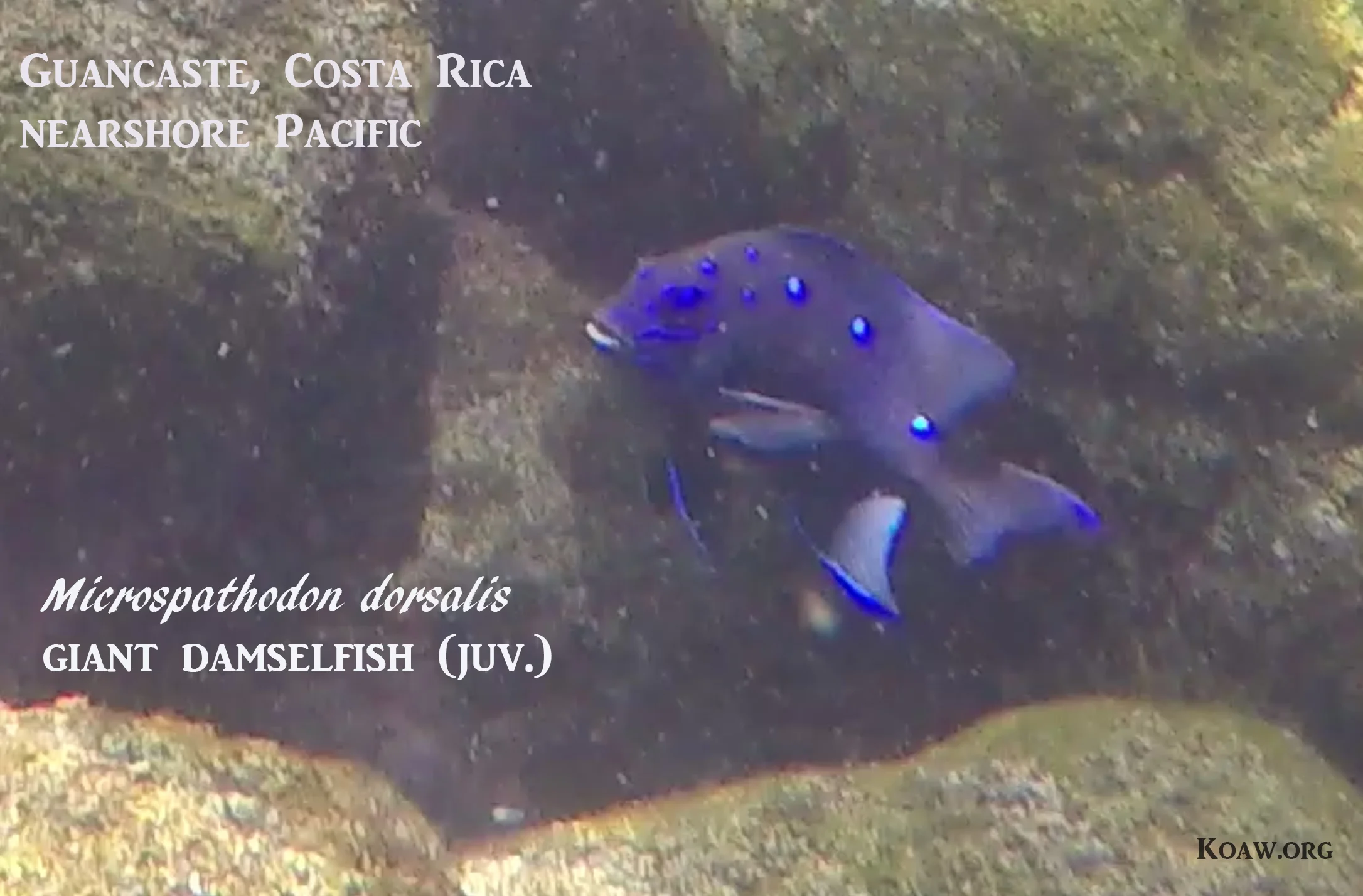 Giant Damselfish (Juvenile) (Jaqueta Gigante)