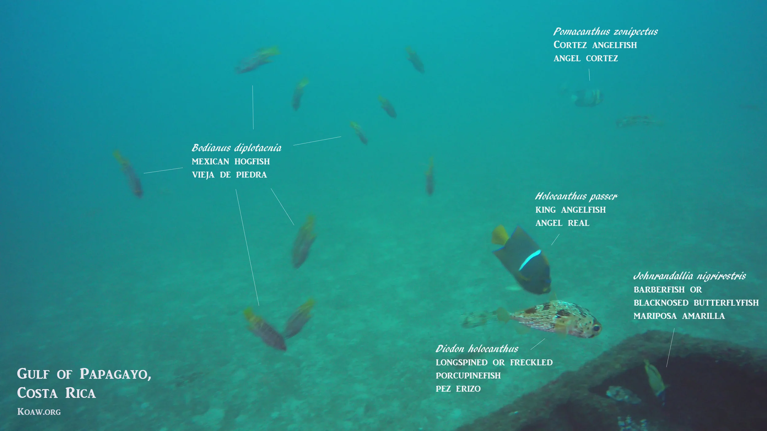 Fishes near the Sunken Ship