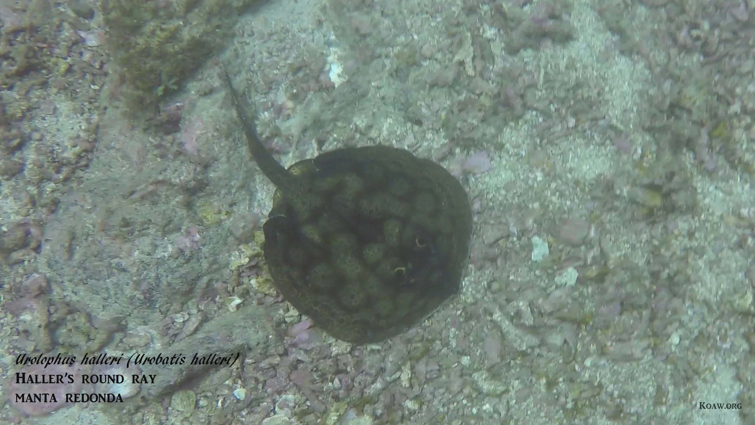 These round rays vary in coloration