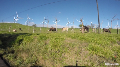 Wind turbines with cattle in foreground on the way to Laguna de Arenal.