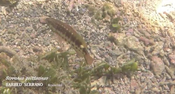 This barred serrano ( Serranus psittacinus ) is a solitary fish.