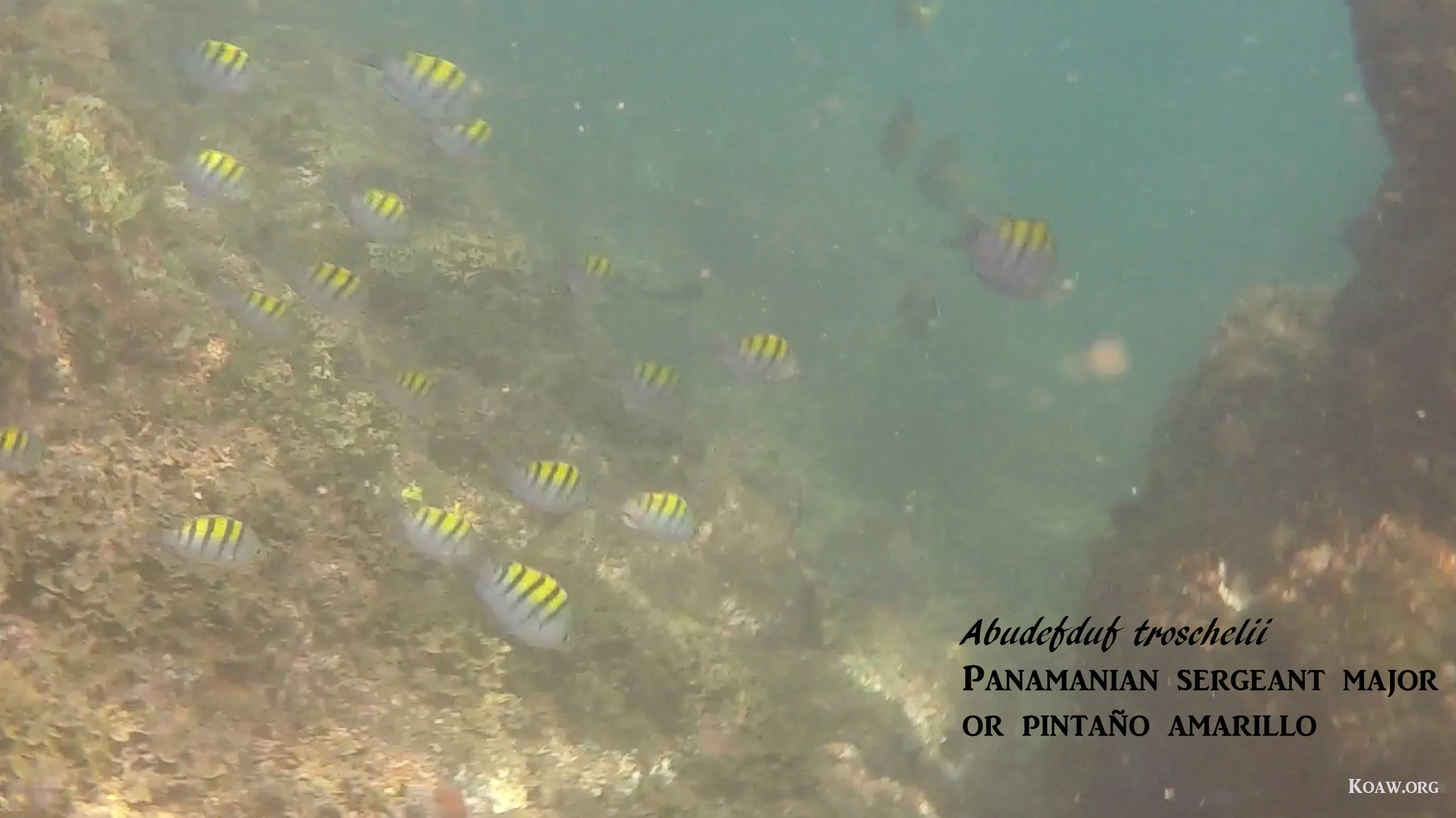 Abudefduf troschelii Panamanian Sergeant Majors CR KOAW ORG.jpg