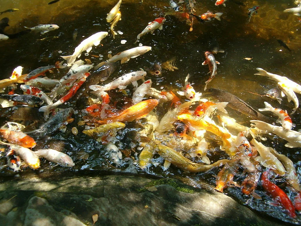 Japanese Koi Pond - Anonymous