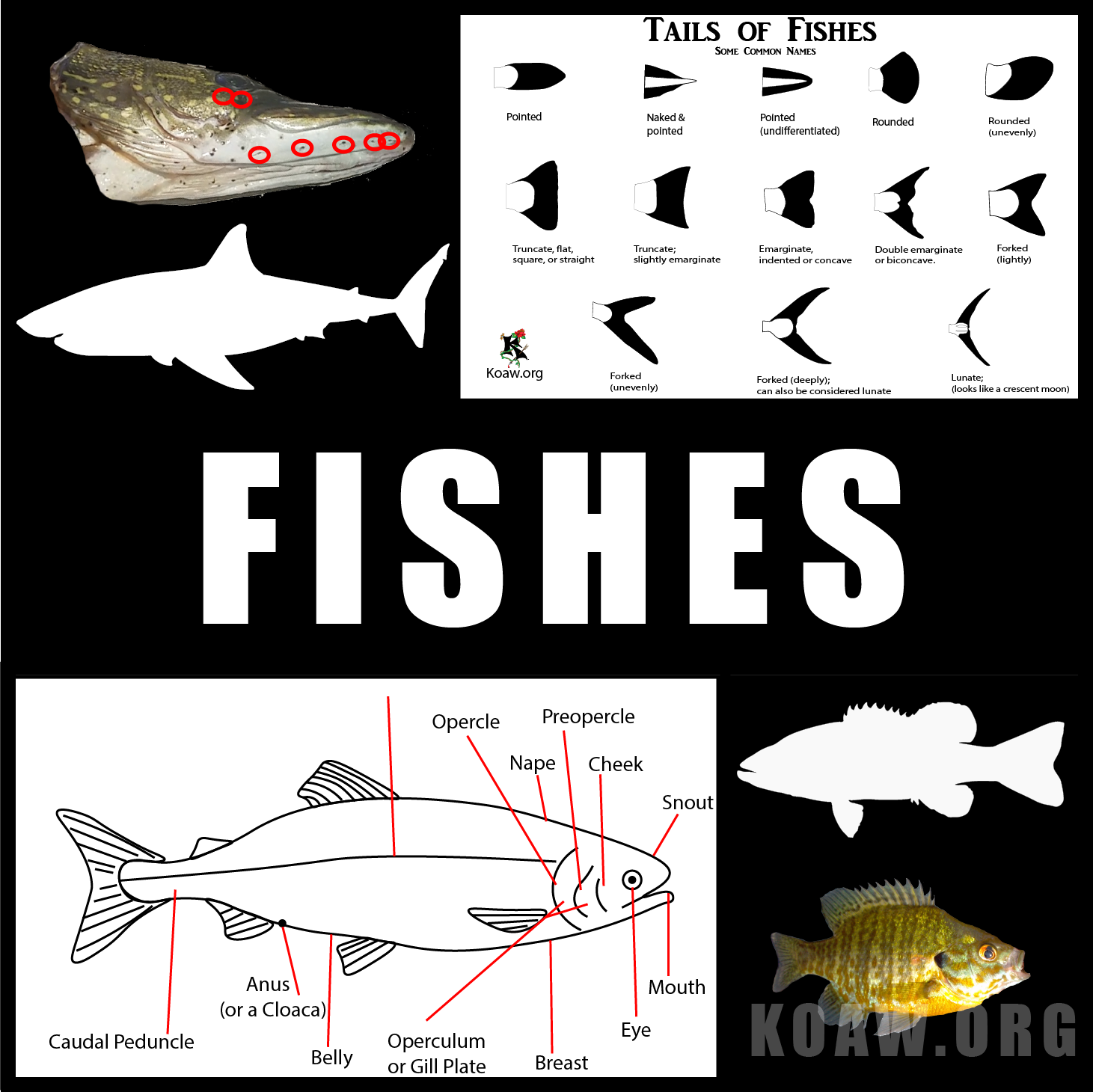 fishes koaw org.png