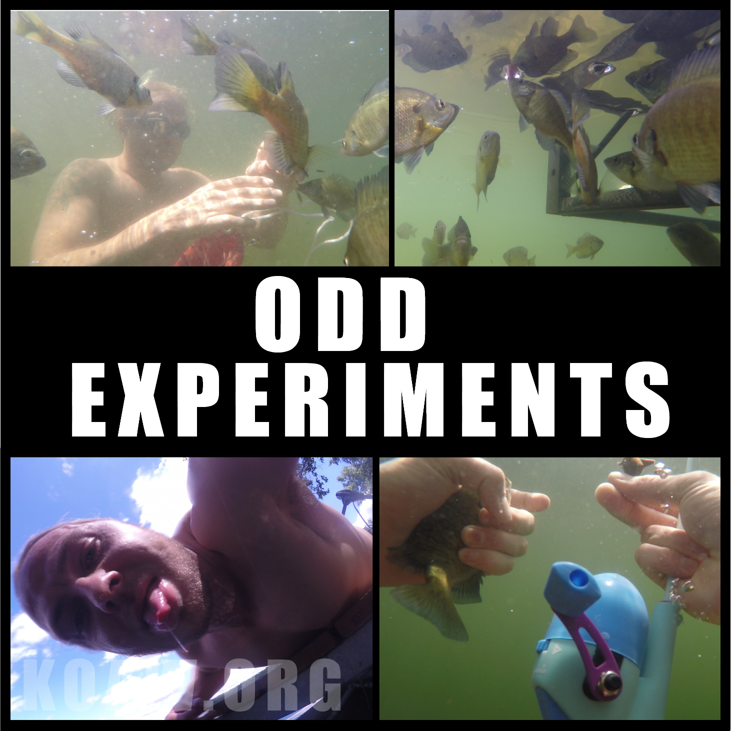 experiments koaw org2.png