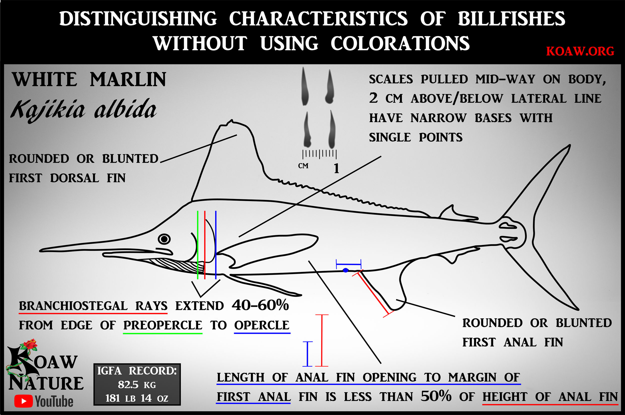 Marlin Types White Marlin Vs Blue Marlin