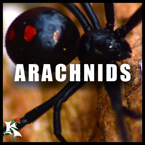 Arachnids Category Koaw Nature.jpg