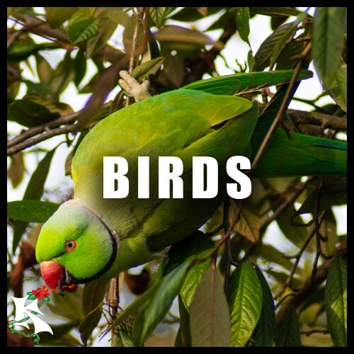 Birds Category Koaw Nature.jpg
