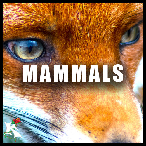 Mammals Category Koaw Nature.jpg