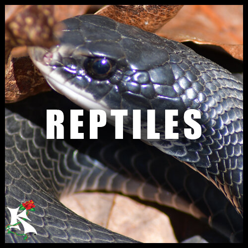 Reptiles Category Koaw Nature.jpg