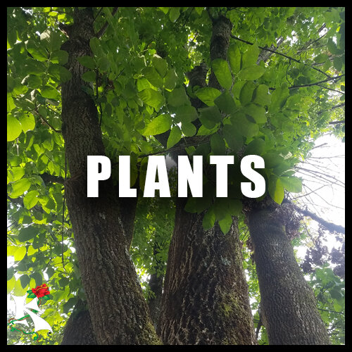 Plants Category Koaw Nature.jpg