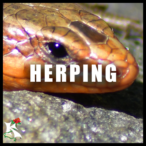 Herping Koaw Nature Subcategory.png