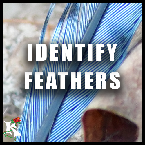 Feather ID Koaw Nature SubCategory.png