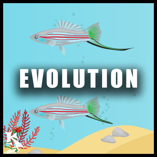 Evolution Category Koaw Nature.jpg