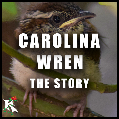 Carolina Wren Story Koaw Nature Subcategory.png