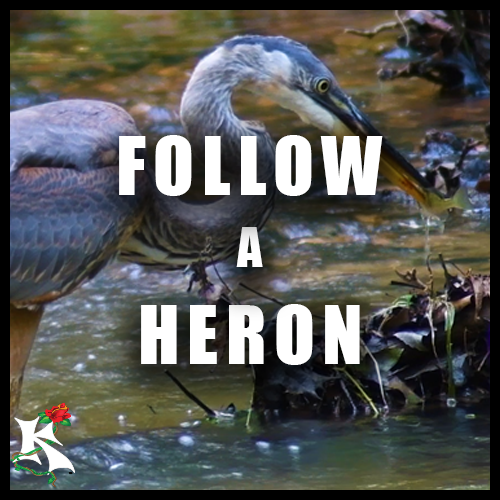 Follow a Heron Koaw Nature SubCategory.png