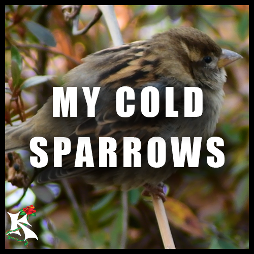 My Cold Sparrows Koaw Nature Subcategory.png