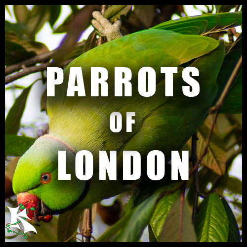 Parrots of London Koaw Nature SubCategory.png