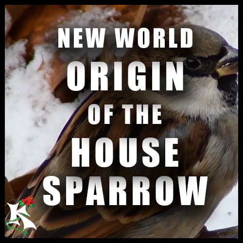 ORIGIN OF THE HOUSE SPARROW Koaw Nature Subcategory.png