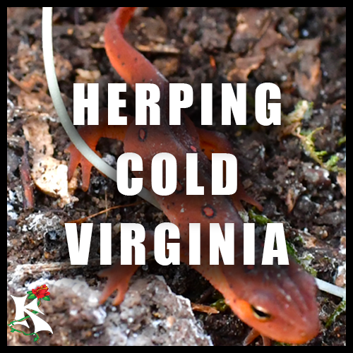 Herping VA COLD KOAW NATURE SUBCATEGORY.png