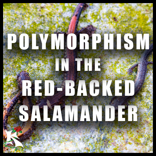 Polymorphism in the Red Backed Salamander KOAW NATURE KOAW ORG.png