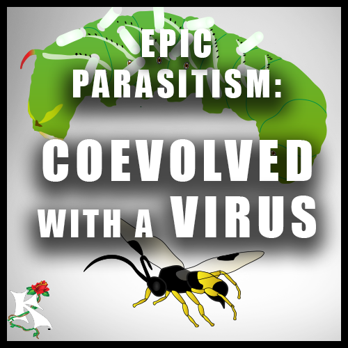 Parasitoid Wasps Coevolved with a Polydnavirus virus Koaw Nature SubCategory.png