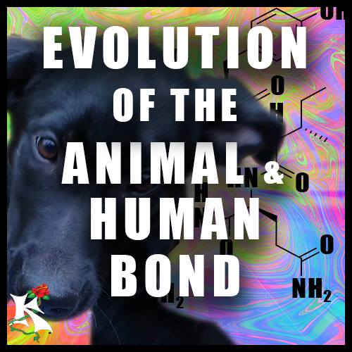 Evolution of the animal human bond theory Koaw Nature Subcategory.png