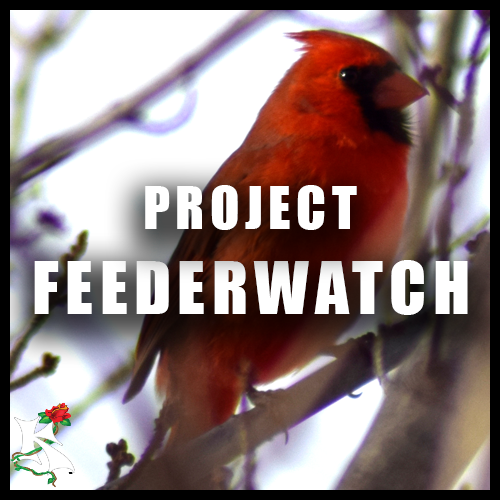 Project Feederwatch Koaw Nature Subcategory.png