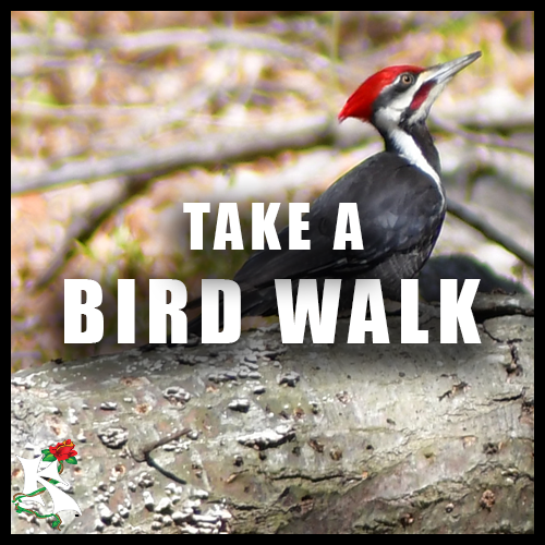 Take a Bird Walk