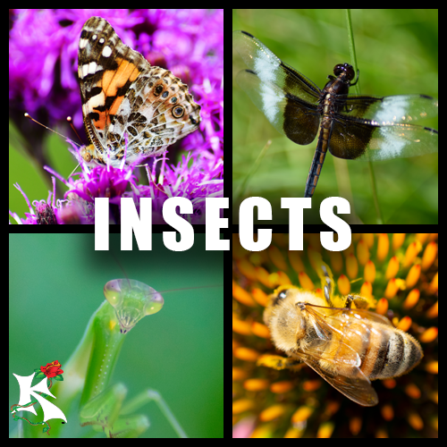 Insects Category Redone Koaw Nature.png