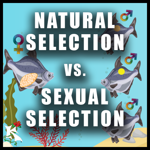 Sexual Selection vs Natural Selection Koaw Nature SubCat.png