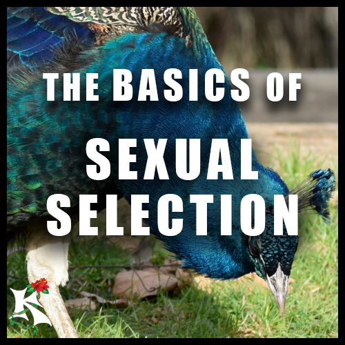 Basics of Sexual Selection Koaw Nature SubCategory.png