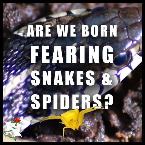 Are we born with fear OF SNAKE AND SPIDERS KOAW NATURE SUBCAT.png
