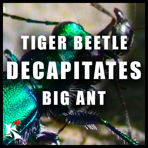 Six spotted tiger beetle decapitates ant Koaw Nature SubCat.png