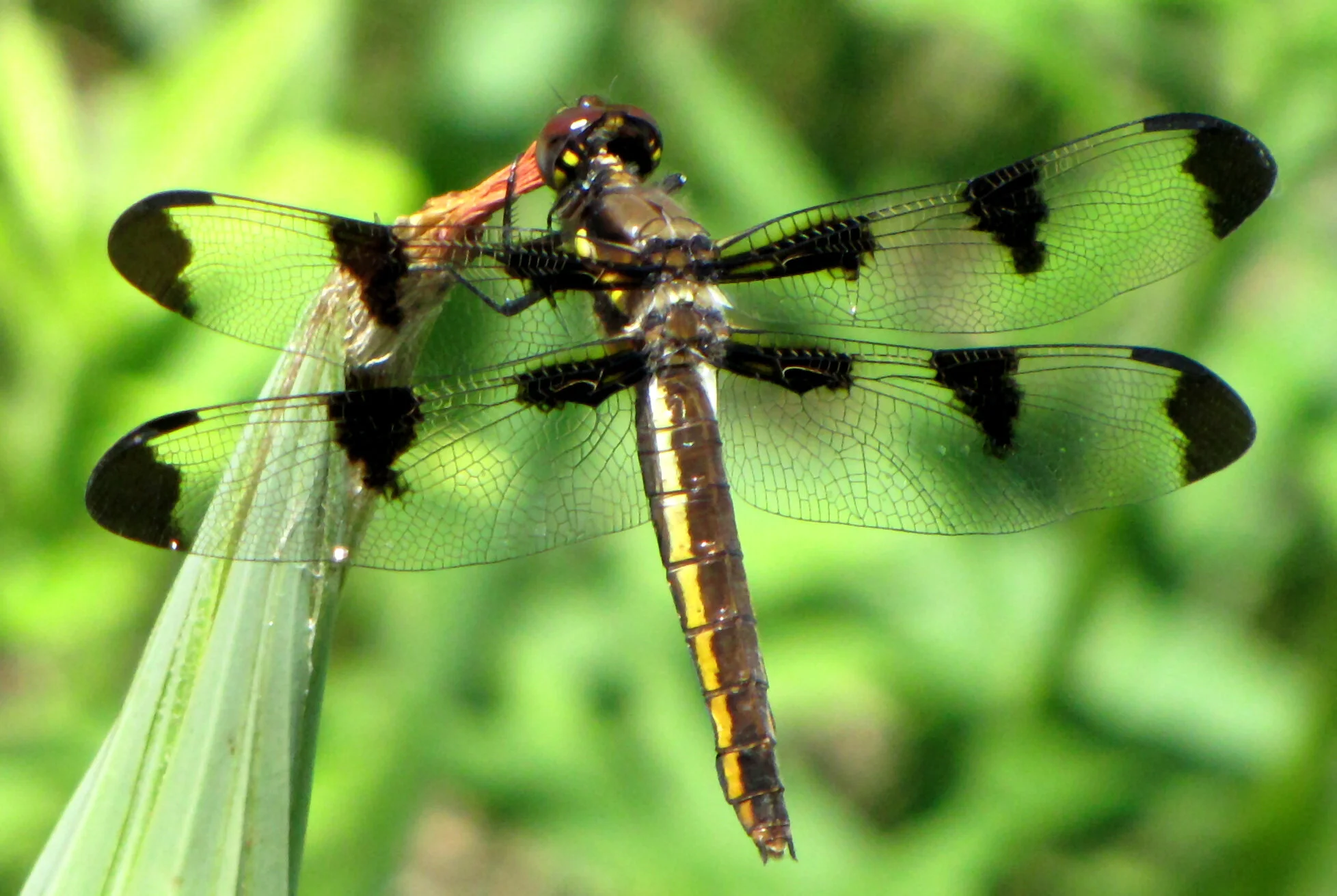 Common Whitetail (Plathemis lydia) or TwelveSpotted Skimmer? — Koaw Nature
