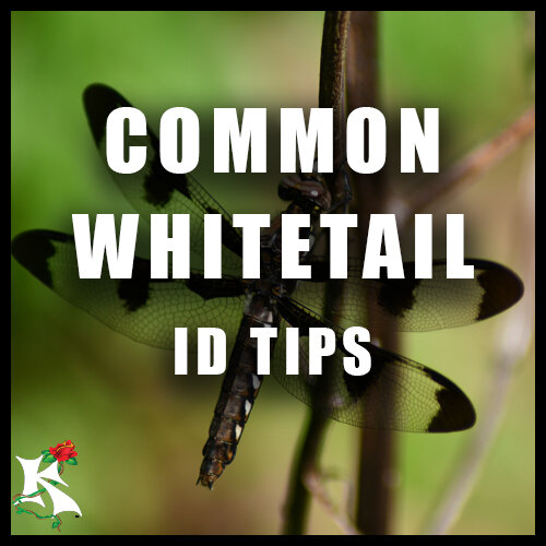 Common Whitetail ID KOAW NATURE.jpg