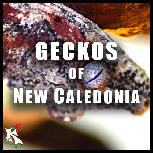 Geckos of New Caledonia Koaw Nature SubCategory.png