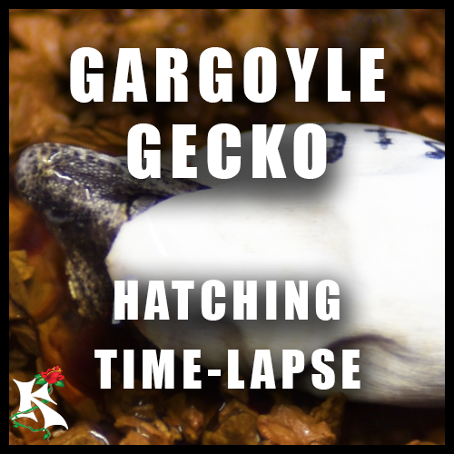 Gargoyle Gecko Hatching Koaw Nature SubCat.png