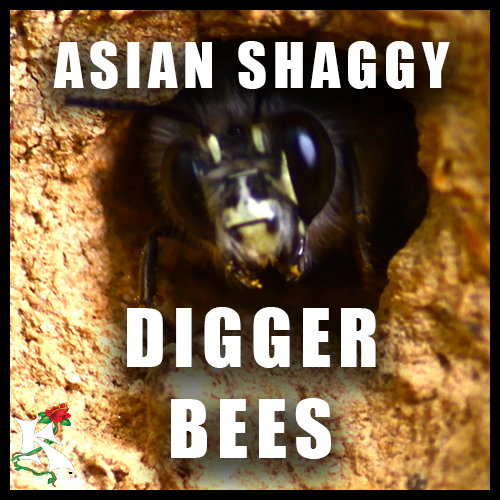 Digger Bees in Oak Koaw Nature SubCat.png
