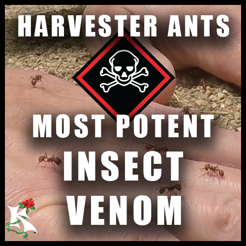Harvester Ant Most Potent Insect Venom Koaw Nature SubCat.png