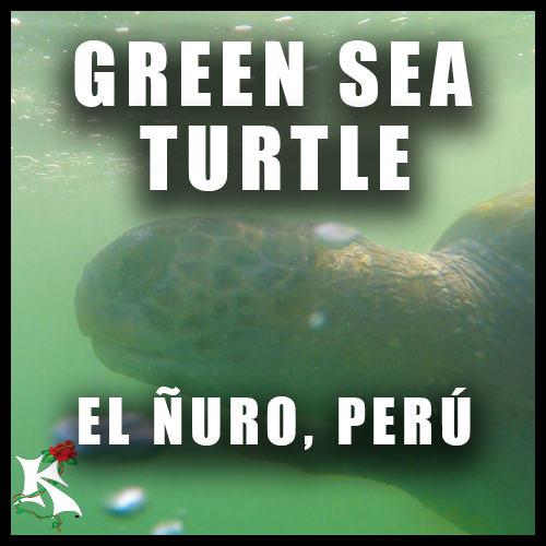 Green Turtle El Nuro Peru Koaw Nature Subcat.png