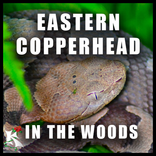 Copperhead Juv Woods.jpg