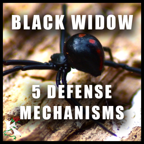 Northern Black Widow 5 DM Koaw Nature SubCat.png