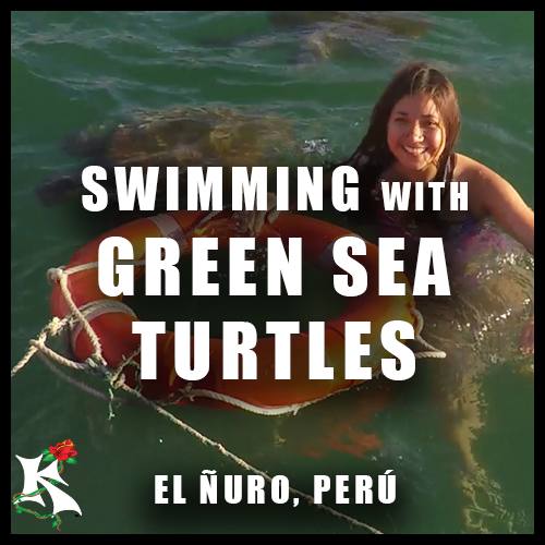 Green Turtle El Nuro Adventure Koaw Nature SubCat.png
