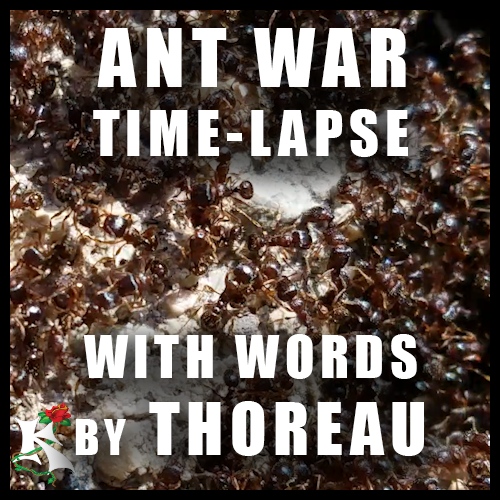 Ant War Timelapse with words of Thoreau Koaw Nature SubCat.png