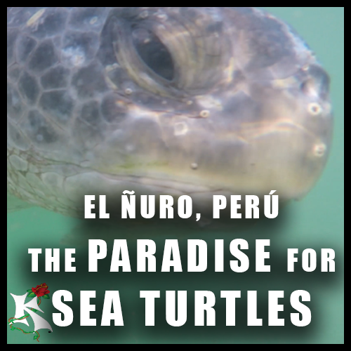 Green Turtle El Nuro STORY VERSION Koaw Nature SubCat.png