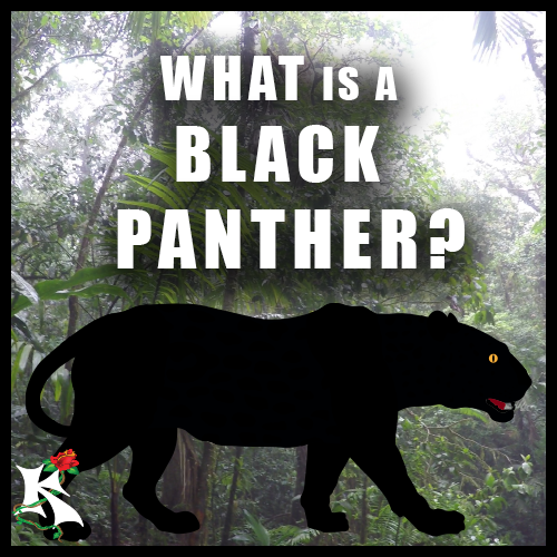 What is a Black Panther Koaw Nature SubCat.png